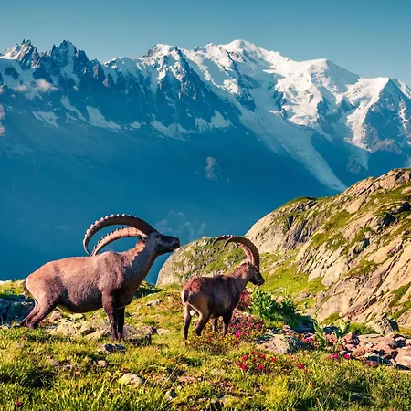 Apartmán Grand Roc - Campanules 015 - Happy Chamonix